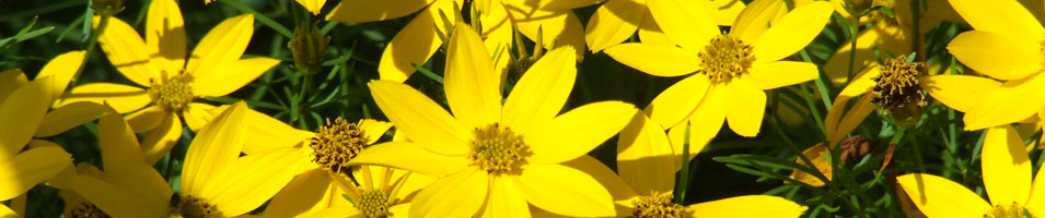 Bannerfoto